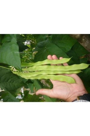 Limka Sırık Fasülye Tohumu