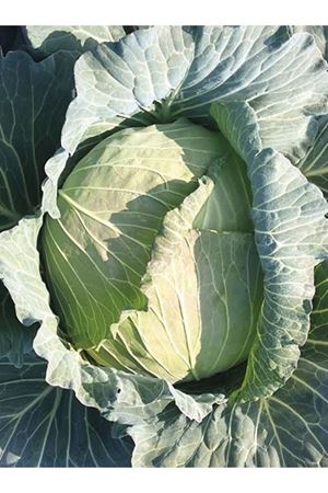 Süper Pamir F1 Beyaz Lahana Tohumu