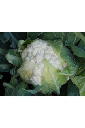 Akara Karnabahar Tohumu