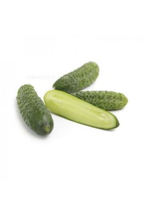 Liszt Rz F1 Turşuluk Hıyar Tohumu