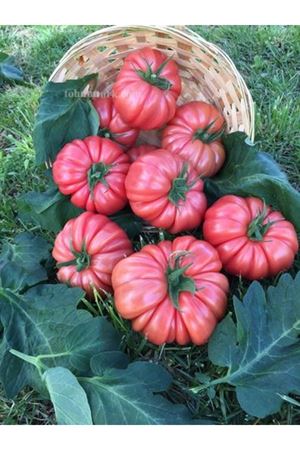 Gülköy F1 Sırık Pembe Köy Domates Tohumu