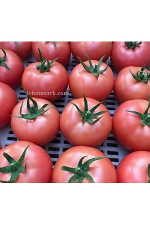 Mendoza F1 Pembe Domates Tohumu