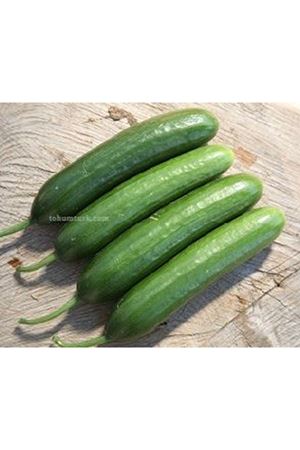 Greengo F1 Oturak Hıyar Tohumu