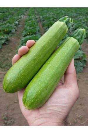 Velit F1 Sakız Kabak Tohumu