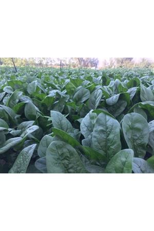 Pungi  Ispanak Tohumu