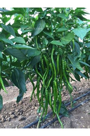 Akra F1 Tatlı Sivri Biber Tohumu