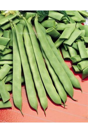 Mendoza Oturak Fasülye Tohumu