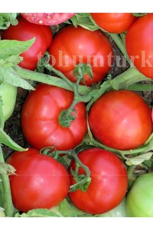 Cuma F1 Oturak Domates Tohumu