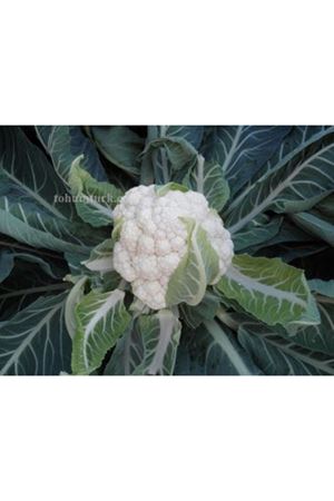 Alfeen F1 Karnabahar Tohumu