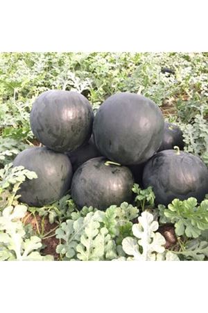 Askara F1 Siyah Karpuz Tohumu