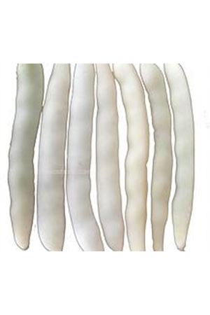 Kardelen Beyaz Barbunya