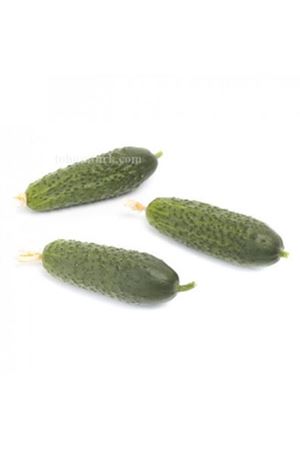 Kybria Rz F1 Turşuluk Hıyar Tohumu