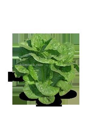 Salus Yedikule Marul Tohumu