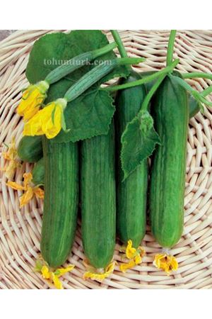 Mercur F1 Hıyar Tohumu