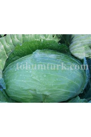 Nokta F1 Beyaz Lahana Tohumu