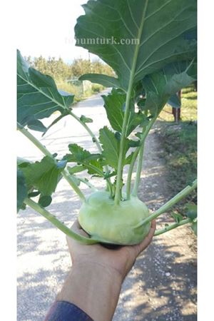 Beyala F1 Beyaz Alabaş Tohumu