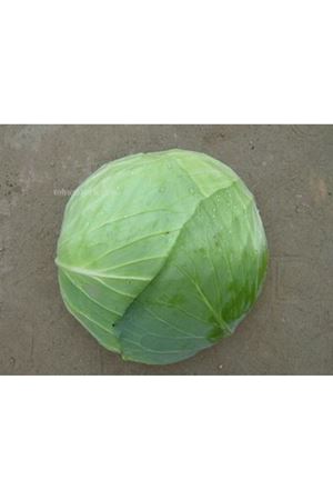 Yalova Sarmalık Beyaz Lahana Tohumu