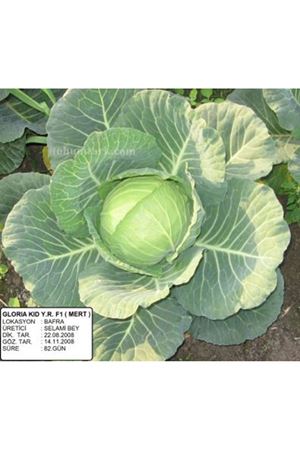 Mert F1 Erkenci Lahana Tohumu