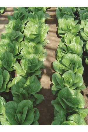 ALTIN TOHUM PARİS İSLAND YEDİKULE TİPİ MARUL TOHUMU