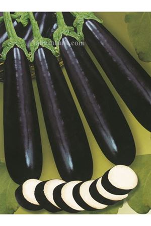 OKYANUS F1 PATLICAN TOHUMU