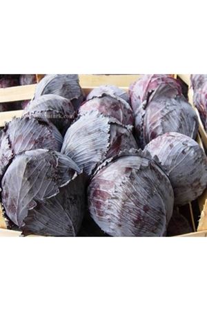 Dore F1 Kırmızı Lahana Tohumu