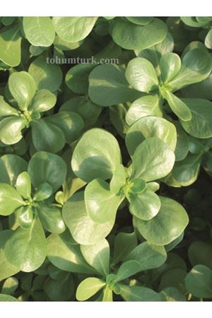  25 GRAM AMBALAJ ALTIN TOHUM  HALKAPINAR SEMİZOTU TOHUMU  KDV DAHİL ADET FİYATI