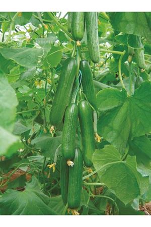 ŞAMPİYON MENDERES F1 SIRIK HIYAR TOHUMU