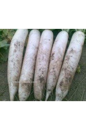 Rido White F1  Beyaz Japon Turp Tohumu