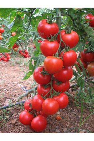 Alista F1 Sırık Domates Tohumu