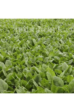 El Tajin Ispanak Tohumu