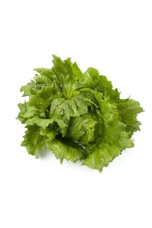 Toscanas Rz İceberg Tohumu