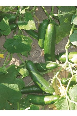 SEYHAN F1 -GS 1900  OTURAK HIYAR TOHUMU