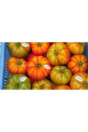 Dumas F1 Sırık Köy Domatesi