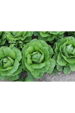 Calorina  Yedikule Tipi Marul Tohumu