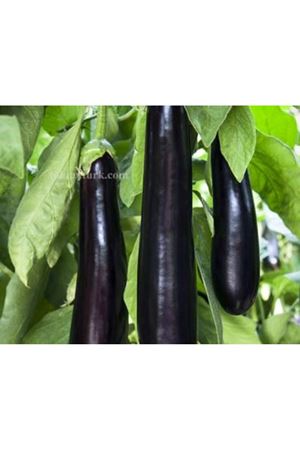  A 118 F1 Patlıcan Tohumu