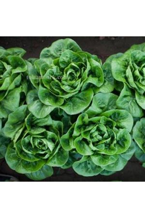 Bambi Rz Mini Yedikule Marul Tohumu