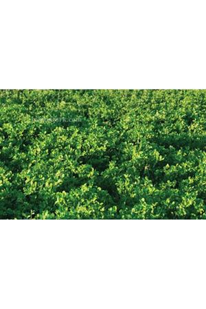 Blue Ace Yonca Tohumu