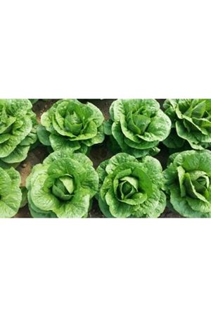 Cospirina Yedikule Tipi Marul Çeşidi