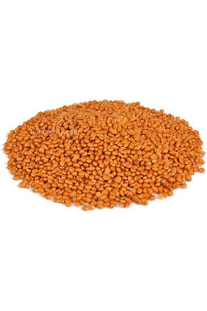 Kırmızı Darı Tohumu