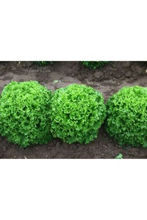 KANARYOLE KIVIRCIK MARUL TOHUMU