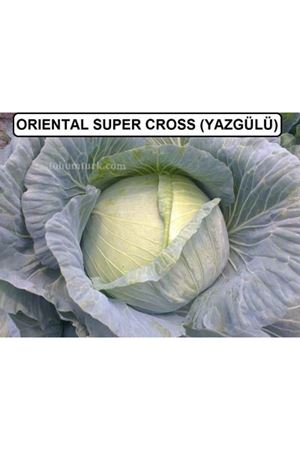 Yazgülü F1 Beyaz Lahana Tohumu