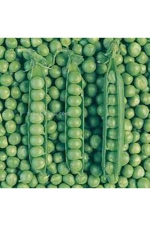 Reyna Utrillo Bezelye Tohumu