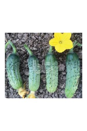 10 GRAM AMBALAJ  BT.ROCKET F1 TURŞULUK HIYAR TOHUMU KDV DAHİL ADET FİYATI