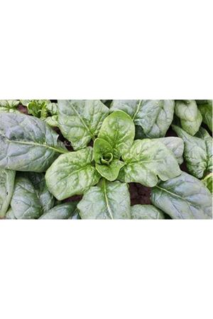 Poyraz F1 Ispanak Tohumu