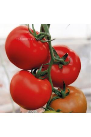 Veyron F1 Sırık Domates Tohumu