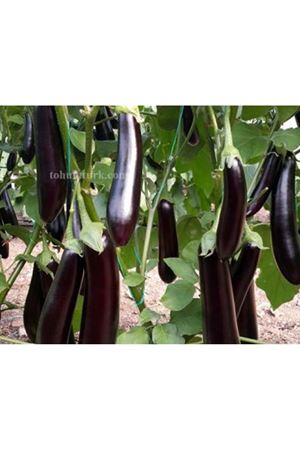 Karizma F1 Uzun Silindirik Patlıcan Tohumu