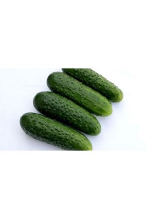 Proscore F1 Turşuluk Hıyar Tohumu