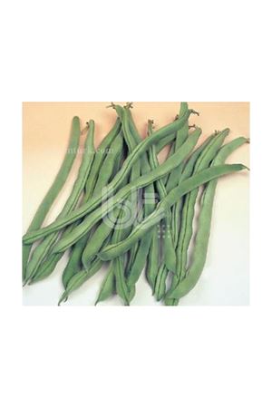 BT ALMAN AYŞE 4  SIRIK FASÜLYE TOHUMU