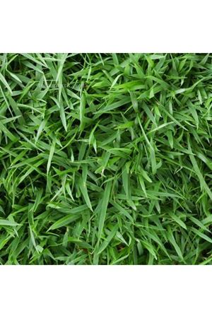 Zoysia Japoniaca  Çim Tohumu