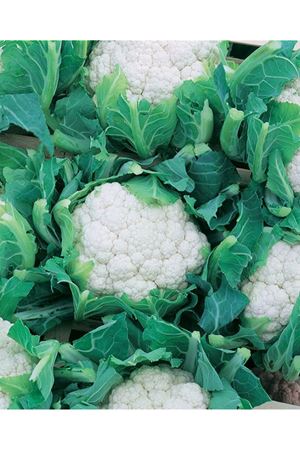 Memphis F1 95-105 Günlük Karnıbahar - kopya